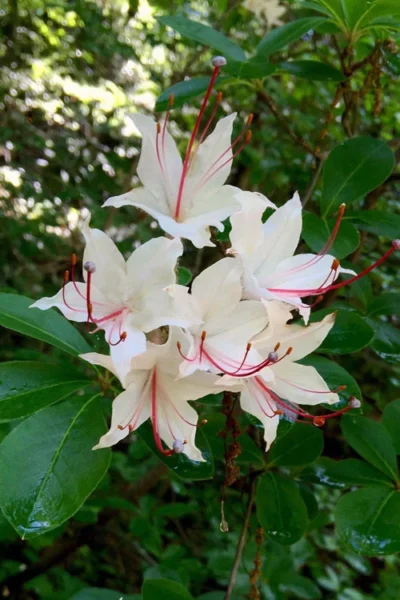 Sweet Azalea (Rhododendron Arborescens) - 1 Gallon Pot 8 Sweet Azalea (Rhododendron Arborescens) - 1 Gallon Pot -Chaste Tree World Native Azalea Sweet 2 1