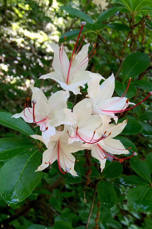 Sweet Azalea (Rhododendron Arborescens) - 1 Gallon Pot 4 Sweet Azalea (Rhododendron Arborescens) - 1 Gallon Pot - Image 4