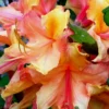 Tallulah Sunrise Native Azalea (Rhododendron) - 7 Gallon Pot