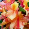 Tallulah Sunrise Native Azalea (Rhododendron) - 3 Gallon Pot