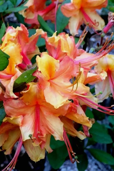 Tallulah Sunrise Native Azalea (Rhododendron) - 1 Gallon Pot 15 Tallulah Sunrise Native Azalea (Rhododendron) - 1 Gallon Pot -Chaste Tree World Native Azalea Tallulah Sunrise 21