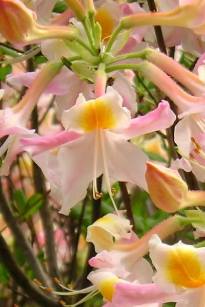 Touch Of Pink Aromi Azalea (Rhododendron Hybrid) - 3 Gallon Pot -Chaste Tree World Native Azalea Touch Of Pink 2