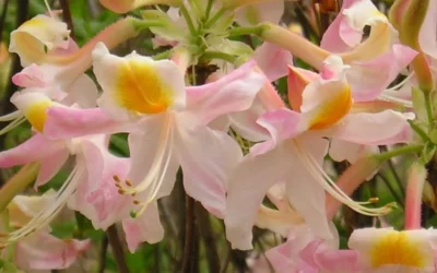 Touch Of Pink Aromi Azalea (Rhododendron Hybrid) - 3 Gallon Pot -Chaste Tree World Native Azalea Touch Of Pink 5