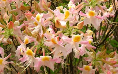 Touch Of Pink Aromi Azalea (Rhododendron Hybrid) - 3 Gallon Pot -Chaste Tree World Native Azalea Touch Of Pink 7