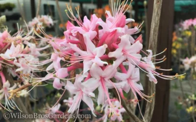 Varnadoes Phlox Pink Native Azalea - Rhododendron Canescens - 1 Gallon Pot -Chaste Tree World Native Azalea Varnadoes Pink Phlox 50 1