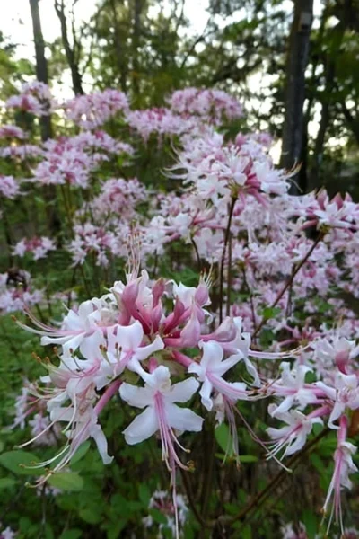 Varnadoes Phlox Pink Native Azalea - Rhododendron Canescens - 3 Gallon Pot -Chaste Tree World Native Azalea Varnadoes Pink Phlox 54