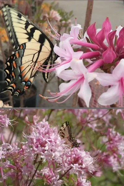Varnadoes Phlox Pink Native Azalea - Rhododendron Canescens - 3 Gallon Pot -Chaste Tree World Native Azalea Varnadoes Pink Phlox 55