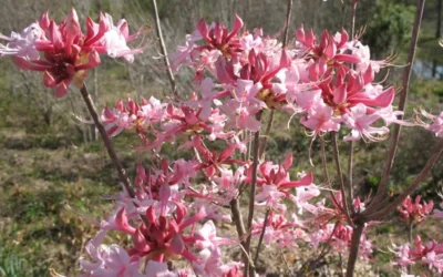 Varnadoes Phlox Pink Native Azalea - Rhododendron Canescens - 3 Gallon Pot -Chaste Tree World Native Azalea Varnadoes pink Blooms 3