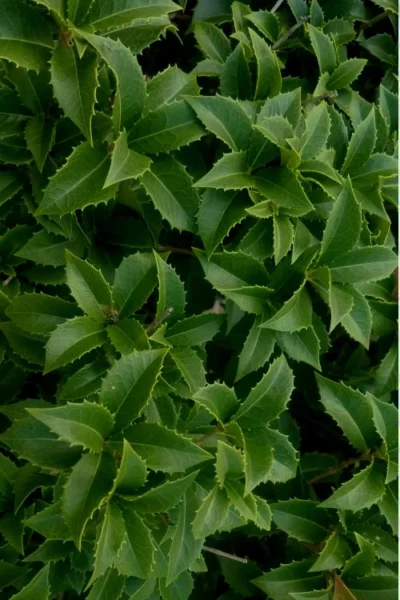 Wheeler's Cold Hardy Fragrant Tea Olive (Osmanthus)- 3 Gallon Pot -Chaste Tree World Osmanthus Carl Wheeler 15