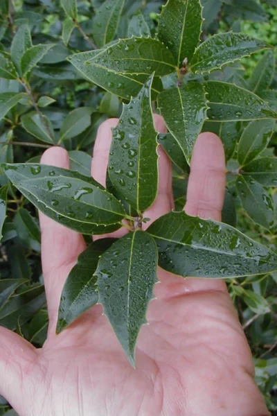Wheeler's Cold Hardy Fragrant Tea Olive (Osmanthus)- 3 Gallon Pot -Chaste Tree World Osmanthus Carl Wheeler 6