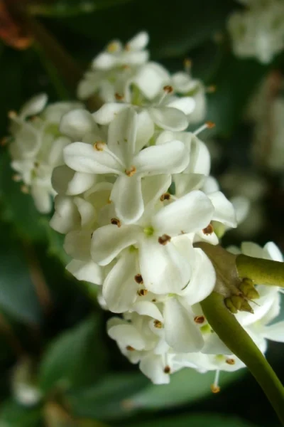 Wheeler's Cold Hardy Fragrant Tea Olive (Osmanthus)- 3 Gallon Pot -Chaste Tree World Osmanthus Carl Wheeler 9