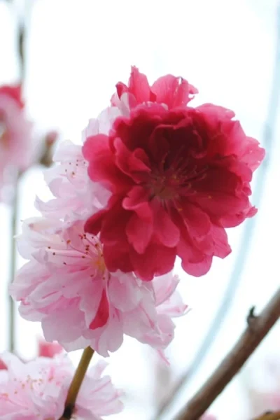 Peppermint Flowering Peach Tree - 2 Gallon Pot -Chaste Tree World Peach Flowering Peppermint 3