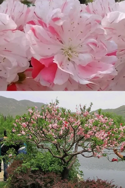 Peppermint Flowering Peach Tree - 2 Gallon Pot -Chaste Tree World Peach Flowering Peppermint 6