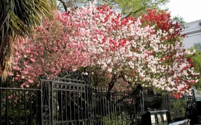 Peppermint Flowering Peach Tree - 5 Gallon Pot 11 Peppermint Flowering Peach Tree - 5 Gallon Pot -Chaste Tree World Peach Peppermint 6 1