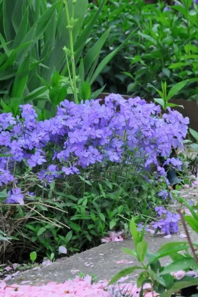 Blue Moon Woodland Phlox - 1 Gallon Pot -Chaste Tree World Phlox Woodland Blue 11