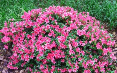 Chinzan Dwarf Azalea - 6 Pack Of 1 Gallon Pots 10 Chinzan Dwarf Azalea - 6 Pack Of 1 Gallon Pots -Chaste Tree World Picture Azalea Chinzan 2 2