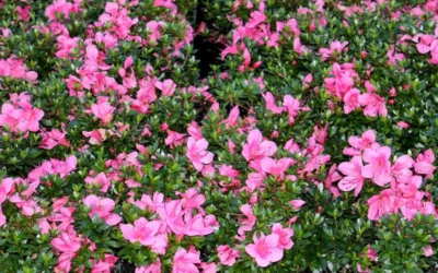 Chinzan Dwarf Azalea - 6 Pack Of 1 Gallon Pots 13 Chinzan Dwarf Azalea - 6 Pack Of 1 Gallon Pots -Chaste Tree World Picture Azalea Chinzan 3