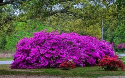 Formosa Southern Indica Azalea - 7 Gallon Pot -Chaste Tree World Picture Azlea Formosa Shrub 5 1