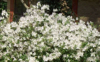 Mrs. G.G. Gerbing White Southern Indica Azalea - 7 Gallon Pot -Chaste Tree World Picture Azlea GG Gerbing 1 1