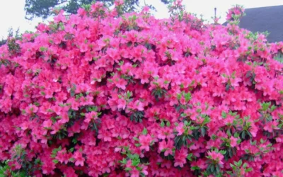 Judge Solomon Southern Indica Azalea - 1 Gallon Pot -Chaste Tree World Picture Azlea Judge Solomon Flowers 1