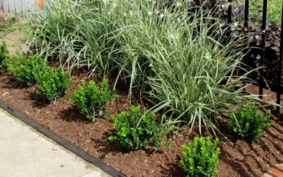 Baby Gem Boxwood - 6 Pack Of 1 Gallon Pots -Chaste Tree World Picture Boxwood Baby Gem Edger 4