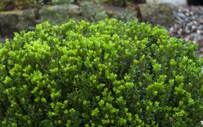Baby Gem Boxwood - 2 Gallon Pot 14 Baby Gem Boxwood - 2 Gallon Pot -Chaste Tree World Picture Boxwood Baby Gem Leaves 1