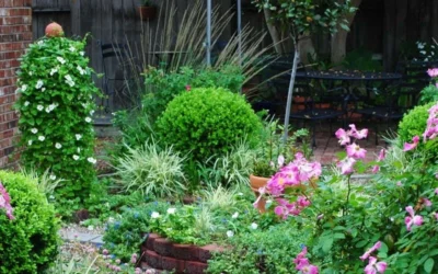 Baby Gem Boxwood - 6 Pack Of 1 Gallon Pots -Chaste Tree World Picture Boxwood Baby Gem Specimen 4