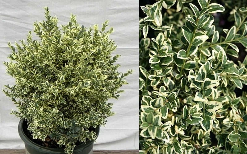 Dwarf Variegated Boxwood - 2 Gallon Pot 5 Dwarf Variegated Boxwood - 2 Gallon Pot - Image 5