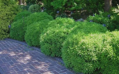 Franklins Gem Dwarf Boxwood - 6 Pack Of 1 Gallon Pots 11 Franklins Gem Dwarf Boxwood - 6 Pack Of 1 Gallon Pots -Chaste Tree World Picture Boxwood Franklins Gem 2 2