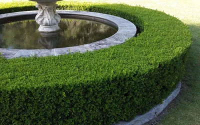 Franklins Gem Dwarf Boxwood - 1 Gallon Pot 10 Franklins Gem Dwarf Boxwood - 1 Gallon Pot -Chaste Tree World Picture Boxwood Franklins Gem Hedge 5