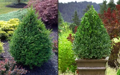 Green Mountain Boxwood - 6 Pack Of 1 Gallon Pots -Chaste Tree World Picture Boxwood Green Mountain 2 4