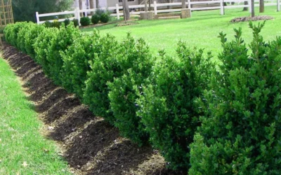 Green Mountain Boxwood - 2.5 Quart Pot 11 Green Mountain Boxwood - 2.5 Quart Pot -Chaste Tree World Picture Boxwood Green Mountain Hedge 2