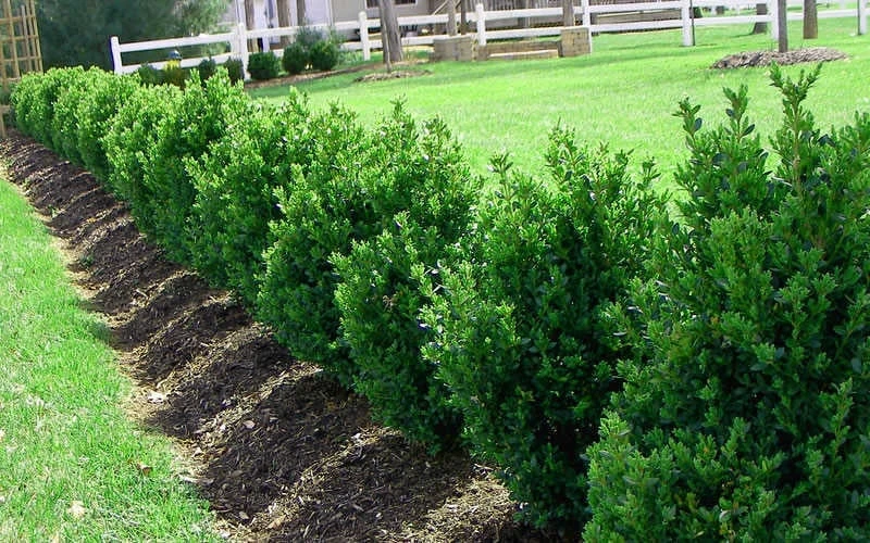 Green Mountain Boxwood - 1 Gallon Pot 5 Green Mountain Boxwood - 1 Gallon Pot - Image 5