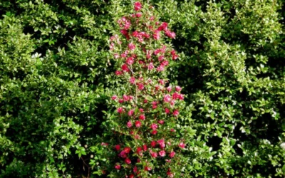 October Magic Rose Camellia - 1 Gallon Pot 9 October Magic Rose Camellia - 1 Gallon Pot -Chaste Tree World Picture Camellia October Magic Rose Column 3