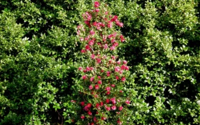October Magic Rose Camellia - 1 Gallon Pot -Chaste Tree World Picture Camellia October Magic Rose Column