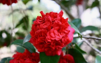 Professor Sargent Camellia Japonica - 7 Gallon Pot (3-4') 11 Professor Sargent Camellia Japonica - 7 Gallon Pot (3-4') -Chaste Tree World Picture Camellia Professor Sargent Closeup 3
