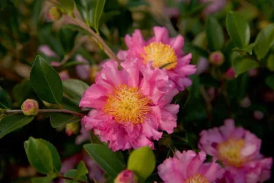 October Magic Carpet Dwarf Camellia - 1 Gallon Pot 7 October Magic Carpet Dwarf Camellia - 1 Gallon Pot -Chaste Tree World Picture Camellia Sasanqua October Magic Carpet 3