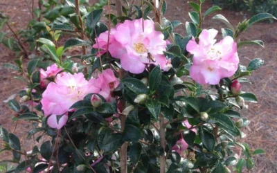 October Magic Orchid Camellia - 7 Gallon Pot -Chaste Tree World Picture CamelliaOrchidOctoberMajic 2 2