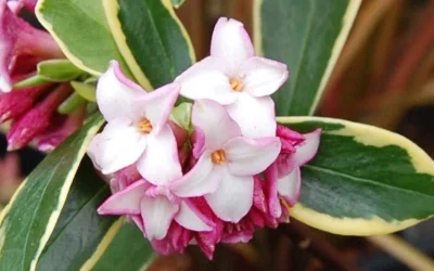 Variegated Pink Winter Daphne - 1 Gallon Pot -Chaste Tree World Picture Daphne Variegated Pink Closeup 1