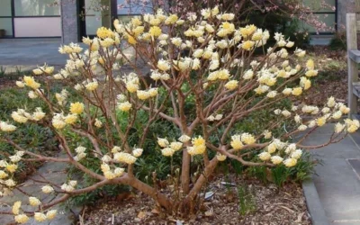 Edgeworthia Chrysantha - Paper Bush - 1 Gallon Pot 24 Edgeworthia Chrysantha - Paper Bush - 1 Gallon Pot -Chaste Tree World Picture Edgeworthia Paper Bush 3 1