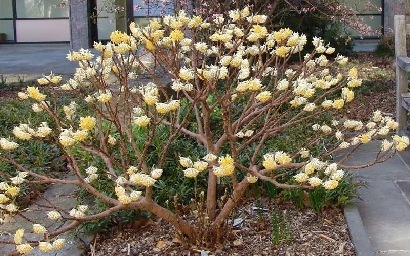 Edgeworthia Chrysantha - Paper Bush - 1 Gallon Pot 12 Edgeworthia Chrysantha - Paper Bush - 1 Gallon Pot - Image 12