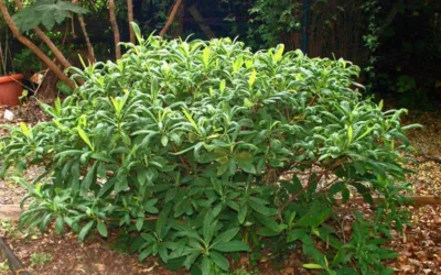 Edgeworthia Chrysantha - Paper Bush - 1 Gallon Pot 23 Edgeworthia Chrysantha - Paper Bush - 1 Gallon Pot -Chaste Tree World Picture Edgeworthia Shrub 1