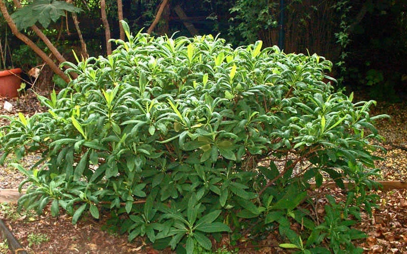 Edgeworthia Chrysantha - Paper Bush - 1 Gallon Pot 11 Edgeworthia Chrysantha - Paper Bush - 1 Gallon Pot - Image 11
