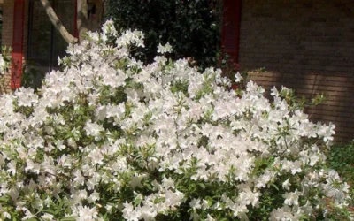 Autumn Ivory Encore Azalea - 1 Gallon Pot -Chaste Tree World Picture Encore Azalea Ivory 3