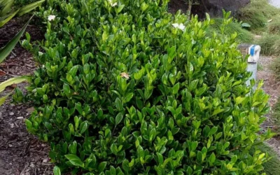 August Beauty Gardenia - 2.5 Quart Pot -Chaste Tree World Picture Gardenia August Beauty 3