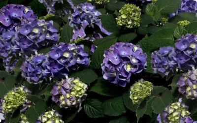 Bloomstruck Endless Summer Hydrangea - 3 Gallon Pot 11 Bloomstruck Endless Summer Hydrangea - 3 Gallon Pot -Chaste Tree World Picture Hydrangea Bloomstruck 1