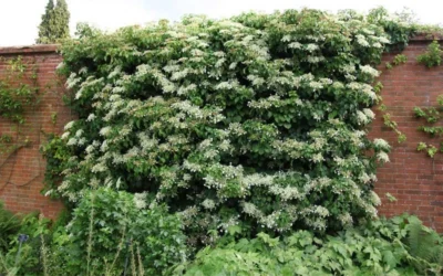 Climbing Hydrangea 'Petiolaris' - 1 Gallon Pot 19 Climbing Hydrangea 'Petiolaris' - 1 Gallon Pot -Chaste Tree World Picture Hydrangea Climbing Petiolaris 5