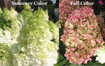 Limelight PeeGee Hydrangea - Single Trunk Topiary Tree - 5 Gallon Pot 9 Limelight PeeGee Hydrangea - Single Trunk Topiary Tree - 5 Gallon Pot -Chaste Tree World Picture Hydrangea Limelight 3 1