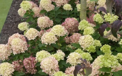 Little Lime Hydrangea - 1 Gallon Pot -Chaste Tree World Picture Hydrangea Little Lime 2 4
