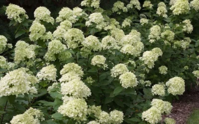 Little Lime Hydrangea - 6 Pack Of 1 Gallon Pots 11 Little Lime Hydrangea - 6 Pack Of 1 Gallon Pots -Chaste Tree World Picture Hydrangea Little Lime 3